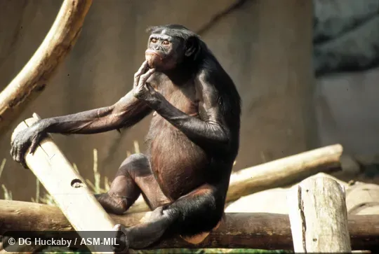 Oblique view.  Also as Dwarf Chimpanzee|Gracile Chimpanzee|Pygmy Chimpanzee.