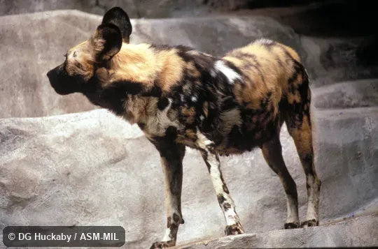 Oblique view.  Also as Painted Hunting Dog|Painted Dog.