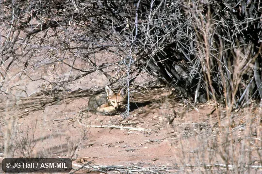 Resting under bush. Also as Silver Fox. Resting under bush. Also as Silver Fox.