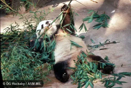 Lying on back, eating bamboo using "thumb"