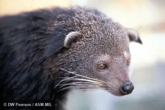 Close-up view of head