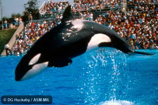 Oblique view of animal leaping out of water. Formerly in order Cetacea. Also as Orca. Oblique view of animal leaping out of water. Formerly in order Cetacea. Also as Orca.