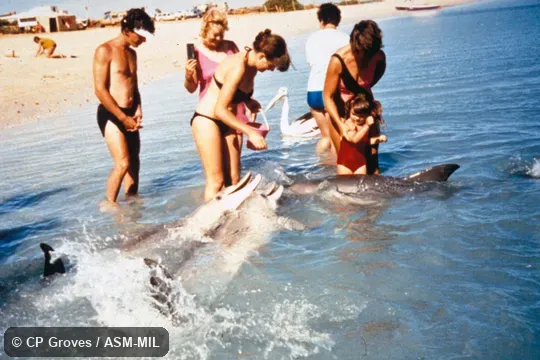 Small school interacting with people near beach.  Formerly in order Cetacea.  Also as Indian Ocean Bottlenose Dolphin.