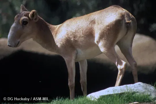 Side view of female.  Also as Steppe Saiga|Western Saiga.