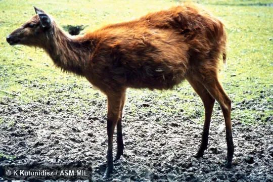 Side view of female.  Tragelaphus spekii selousi.  Also as Tragelaphus selousi, Zambezi Sitatunga|Southern Sitatunga.